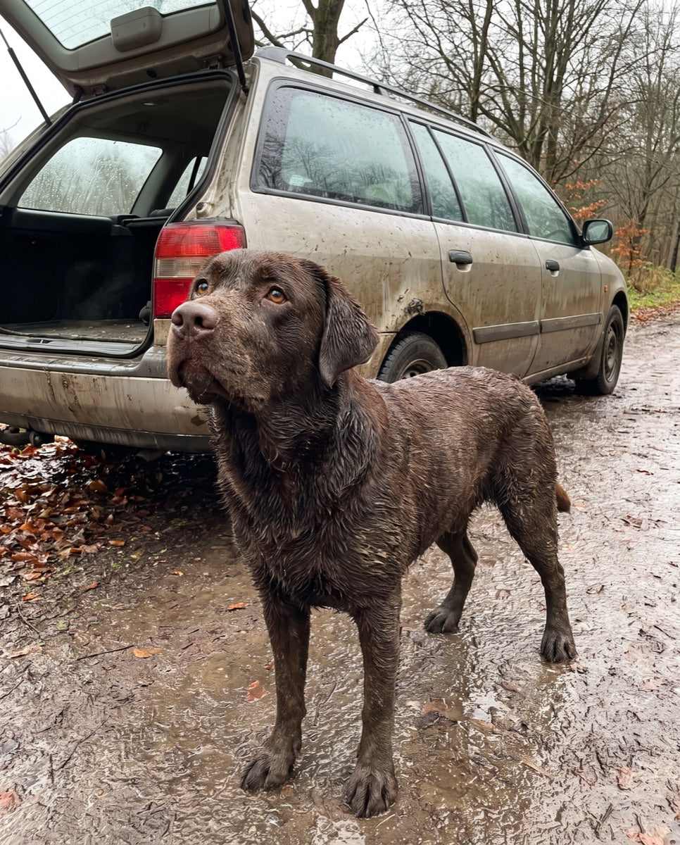 Modderige hond bij de kofferbak na de wandeling